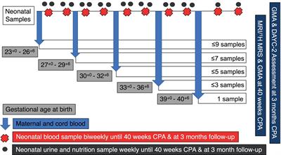 UNICORN Babies: Understanding Circulating and Cerebral Creatine Levels of the Preterm Infant. An Observational Study Protocol